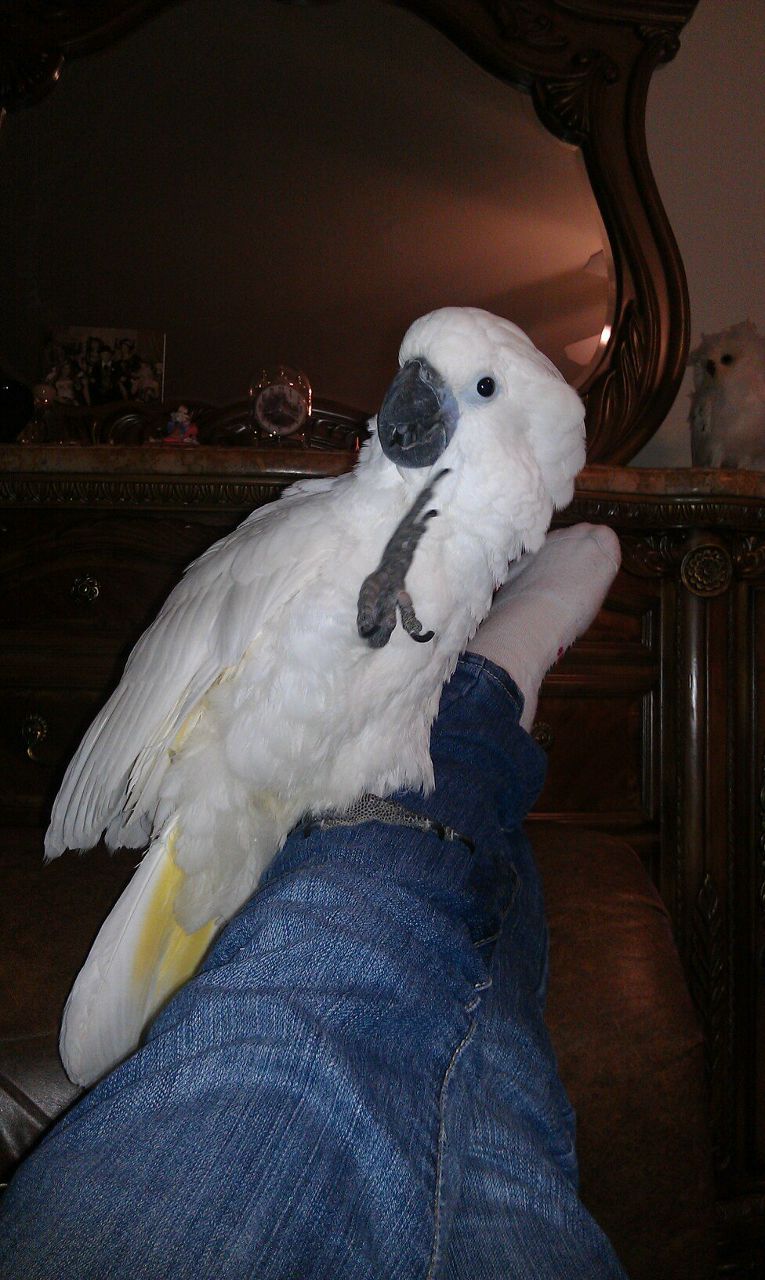 Виктория Власова | Sacramento