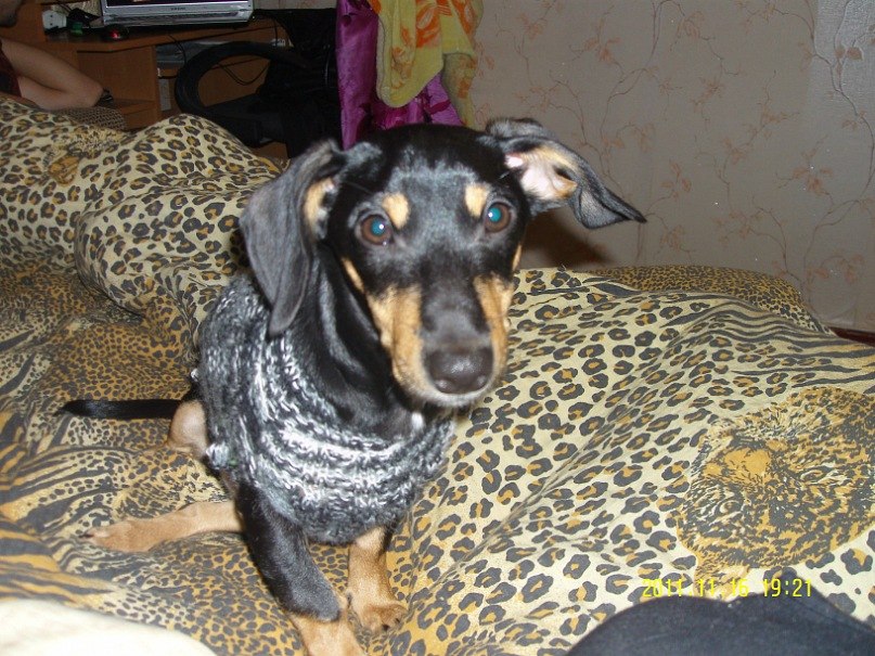 Настюшка Золотаренко | Светловодск