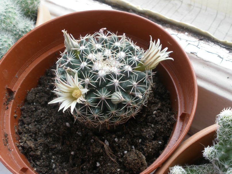 Наиля Фазуллина | Астана / Нур-Султан