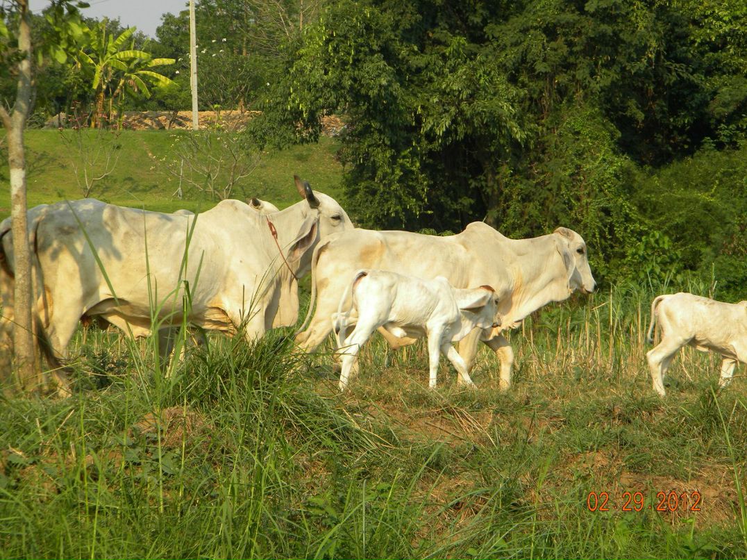 Юрий Кукуету Иванович | Пасечная