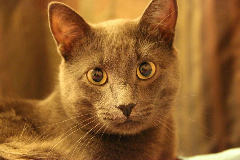 Михаил Самуськов | Лебедянь