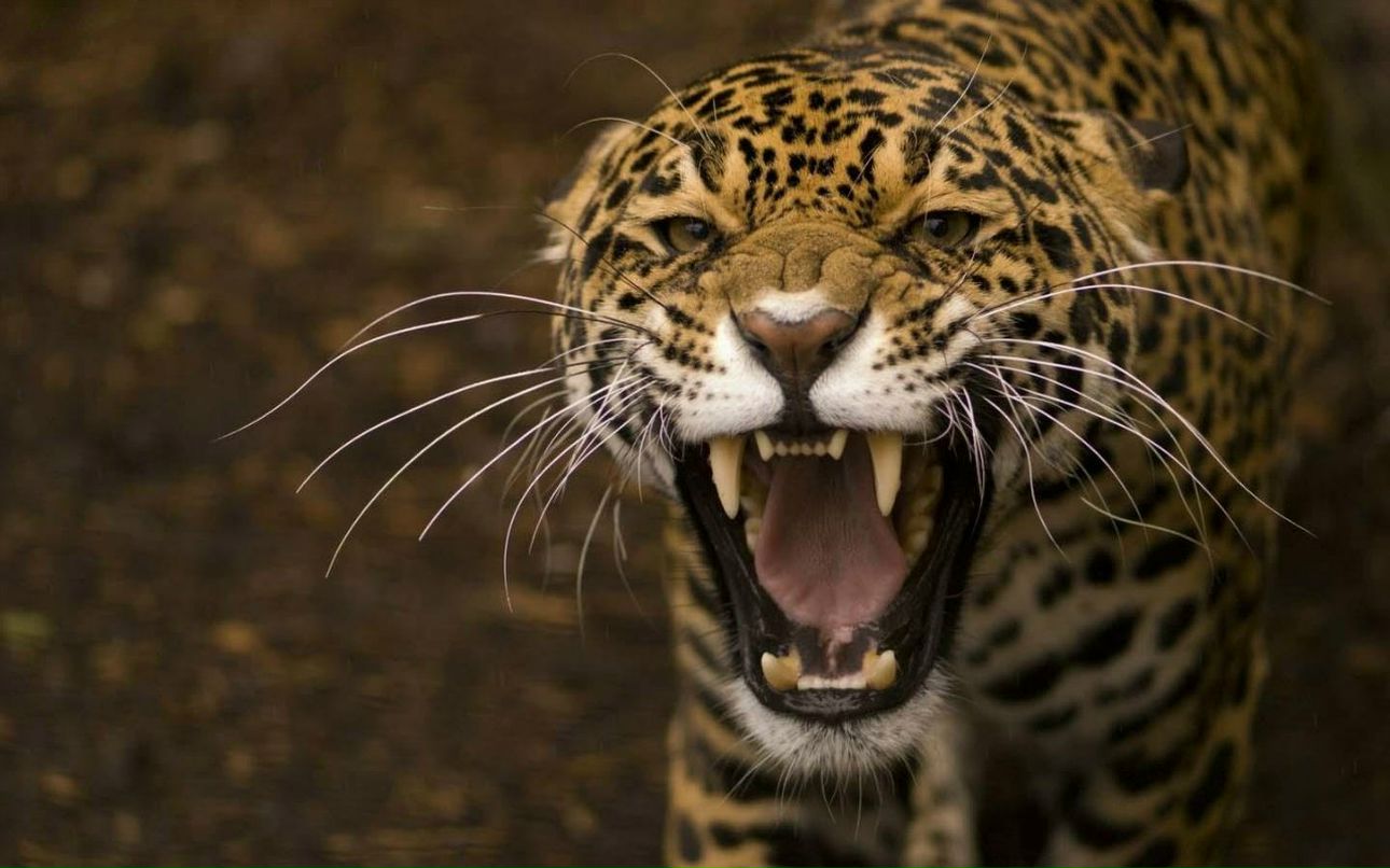 Роман Фокин Евгеньквич | Воронеж