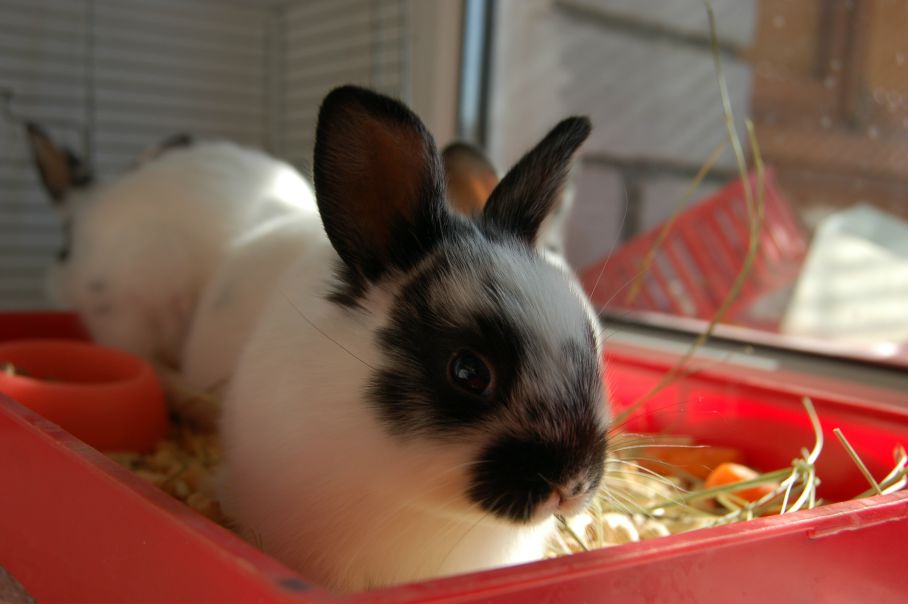 №91, Вероника Янтарная, Горячий Ключ №91, Вероника Янтарная, Горячий Ключ