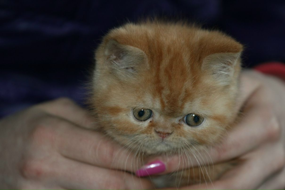 Елена Кузнецова | Санкт-Петербург