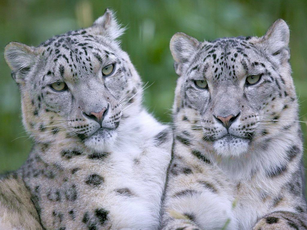 Сергей Котов | Салават