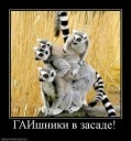 Фотография Дмитрий Гайкович