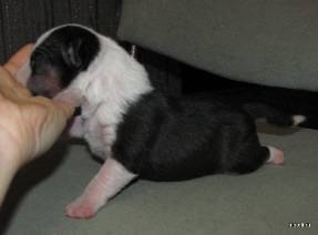 Julit Lark волшебник | Москва