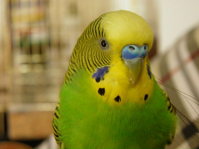 Андрей Кастоп | Одесса