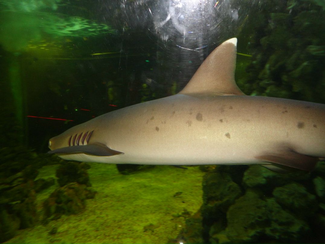 Zurab Richy | Чита