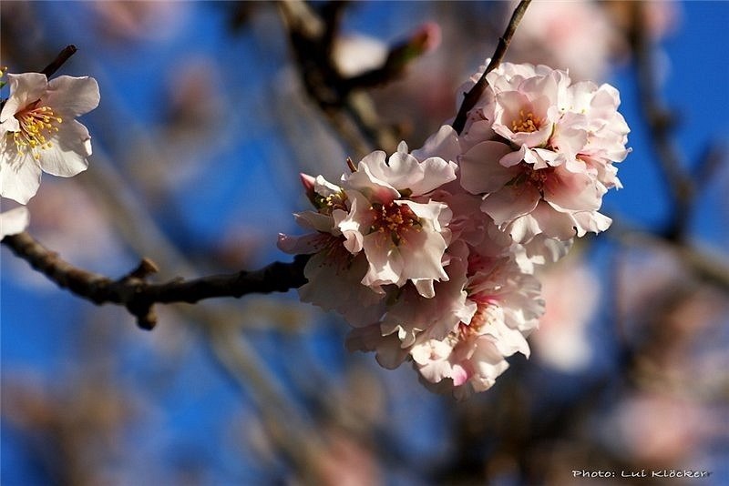 Эльмира Асанова | Белогорск