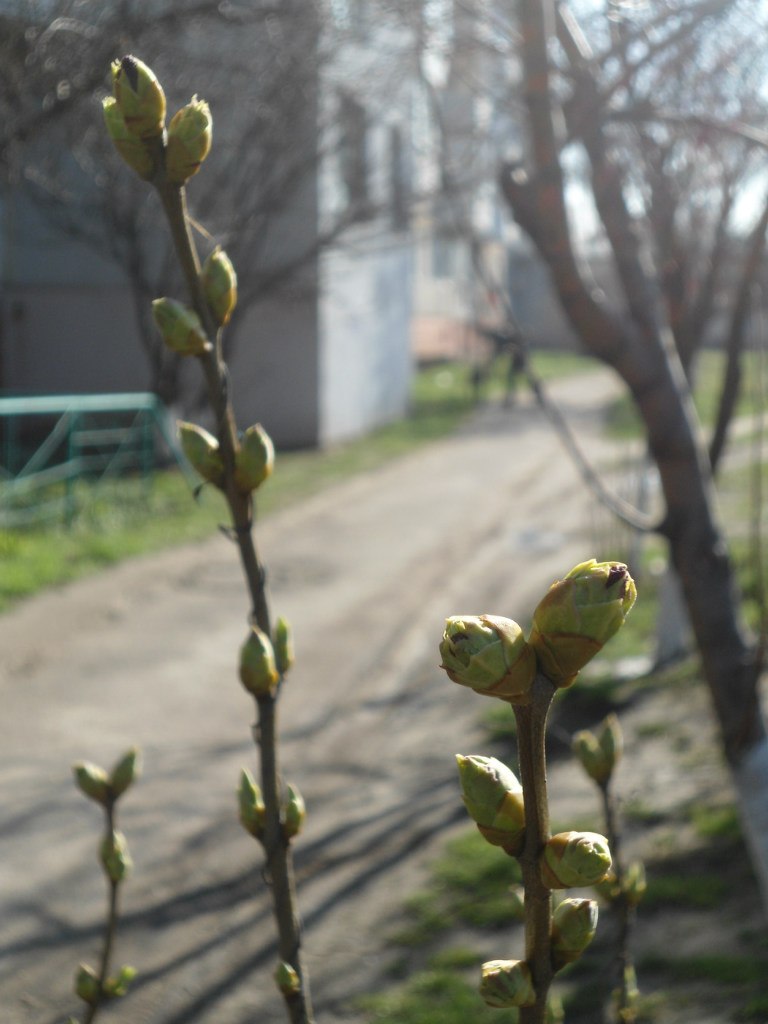 Валентина Чайка | Киев