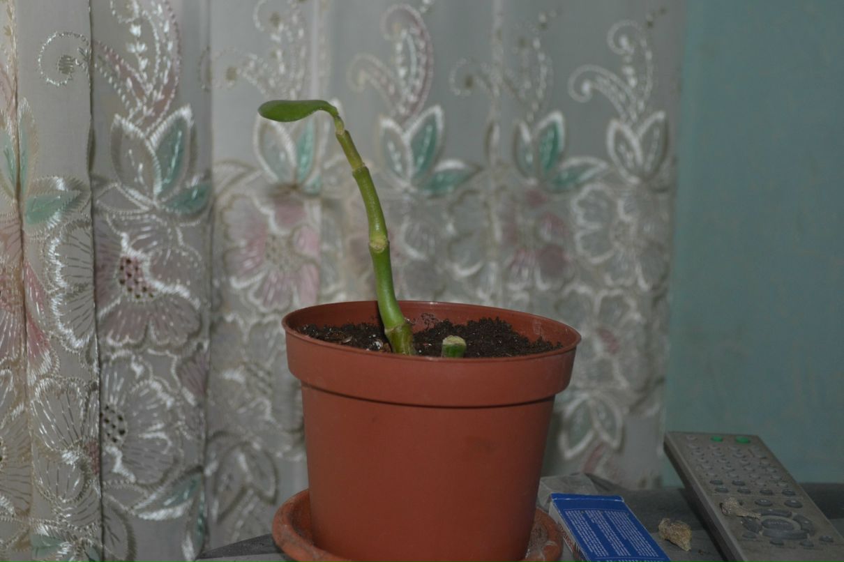 Катя Соколова | Днепр (Днепропетровск)