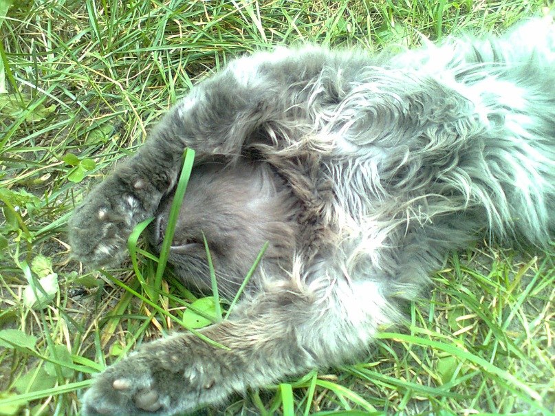 Аня Лаврінова | 