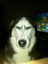 Фотография Dongi Shoruuuuuun
