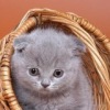 Аватар: Валентина Барабанова