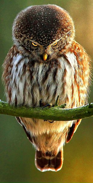 №121, Почивалова Мария №121, Почивалова Мария