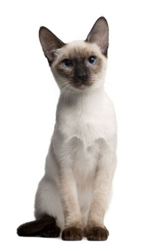 Kitty Yo | Москва