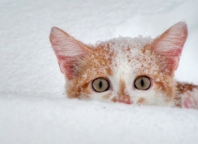 Violeta Bertulytė | Šiauliai