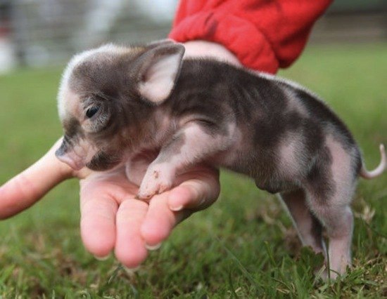 Оля Вовк | Львов