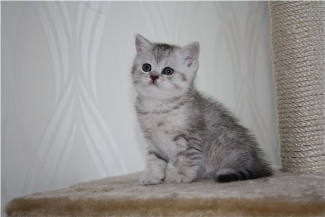 Кристина Копаенко | Санкт-Петербург