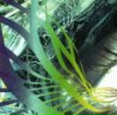 Dnb Bomba Junglist | Киев