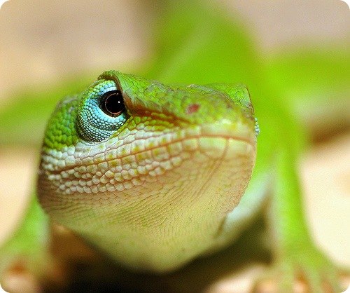 Регина Светлова | Санкт-Петербург