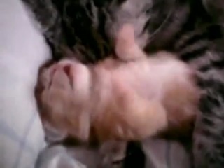 Cat mom hugs baby kitten watch online