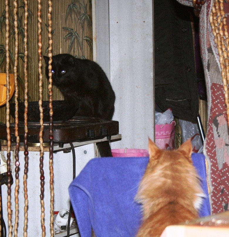 Галина Крамич | Шатура