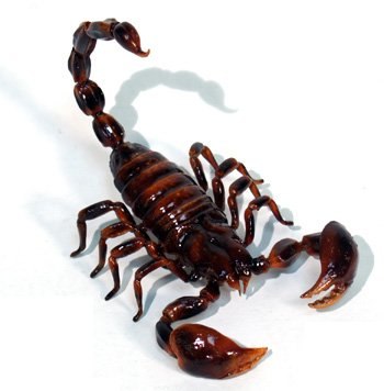 Николай Морозов CoceD | Москва