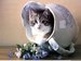 Сашуля Котина фотография #28 (источник - https://vk.com/id165113141)