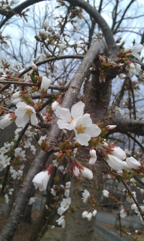 Vladimir Dobrosmyslov | 