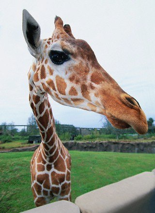 №97, Екатерина Косолапова, Клин №97, Екатерина Косолапова, Клин