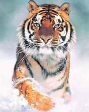 Євгеній Валовий | Львов