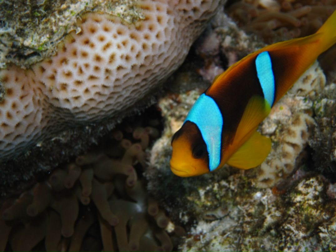 Машенька Тамонова | Санкт-Петербург