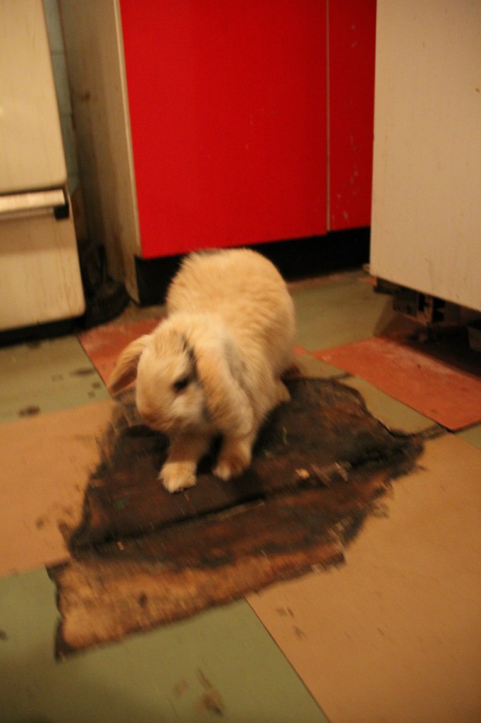 Константин Тарадыменко | Санкт-Петербург