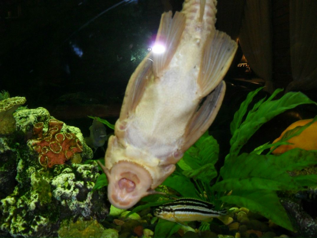 Андрюха Климов KLIM | Каменец-Подольский