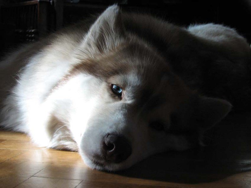 Ярослав Петриченко Y@R$ON | Канев