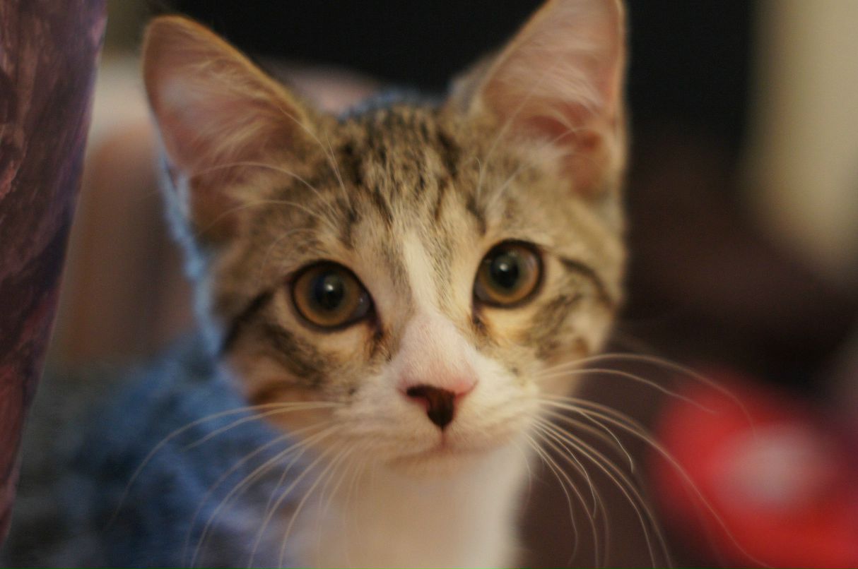 Рина-Рут Жаловская | Тель-Авив