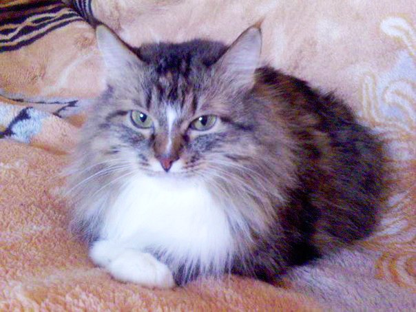 №27, Лидия Макарова, 38 лет, Ульяновск №27, Лидия Макарова, 38 лет, Ульяновск