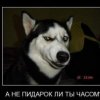 Аватар: Wrvawrvb Aebaqrb