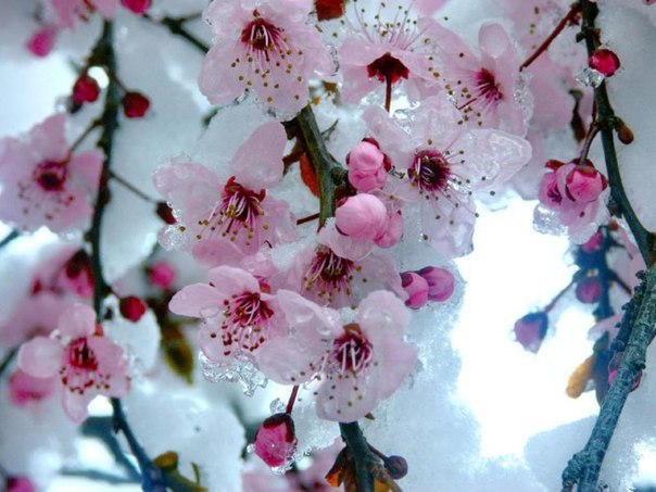 Резеда Ахмадеева | Лениногорск