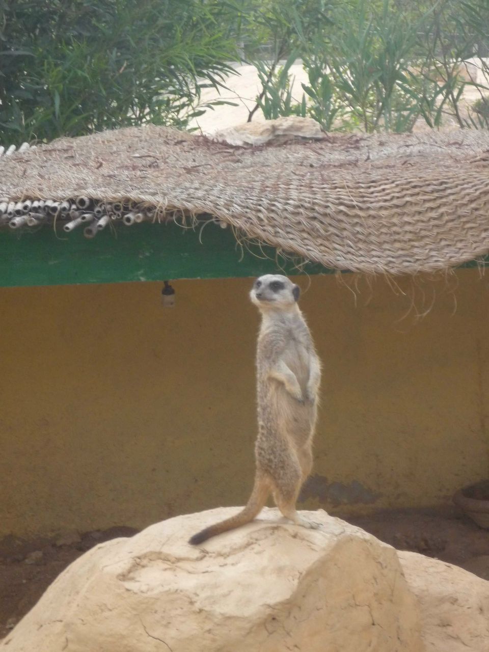 Елена Коломейцева | Санкт-Петербург