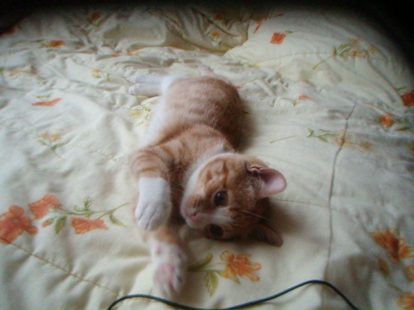 Елена Леонова | Москва