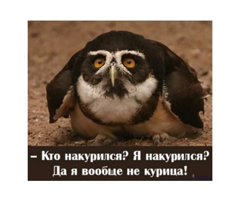 Гусь Гагага фотография #1