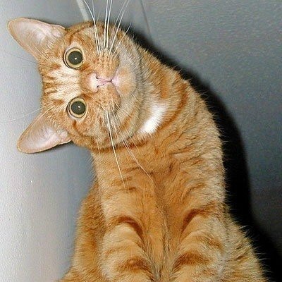 №93, Лена Соколова, Киев №93, Лена Соколова, Киев