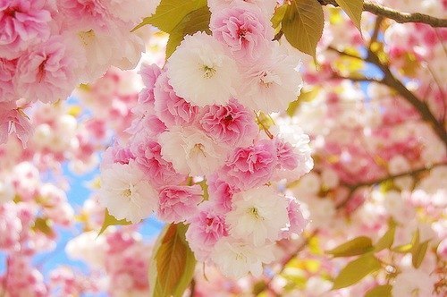 Руфия Салихова-Латфуллина | 