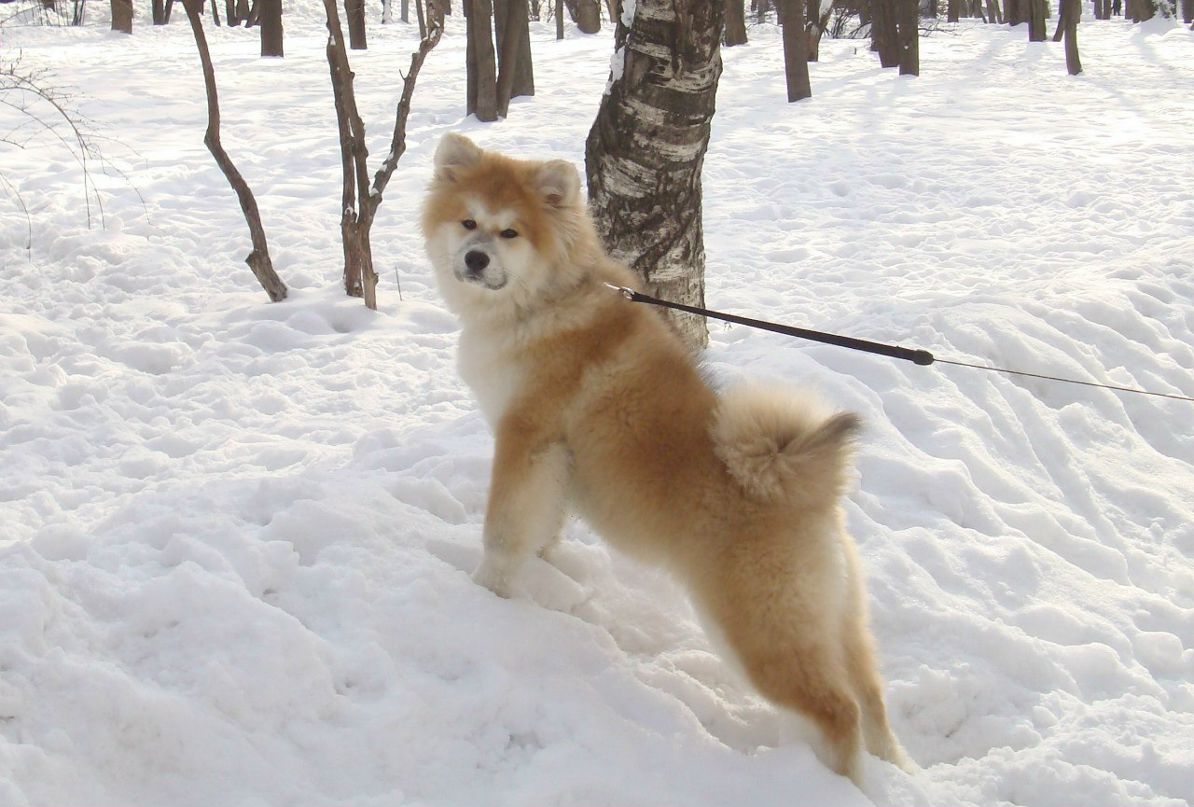 Надежда Иогансон | Москва