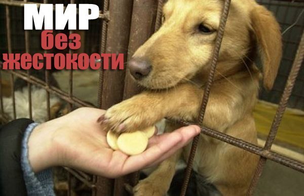 Виктория Крентовская | Дунаевцы