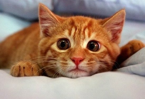 №83, Олег Морщанский, 36 лет, Новосибирск №83, Олег Морщанский, 36 лет, Новосибирск