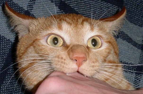 №95, Олег Морщанский, 36 лет, Новосибирск №95, Олег Морщанский, 36 лет, Новосибирск